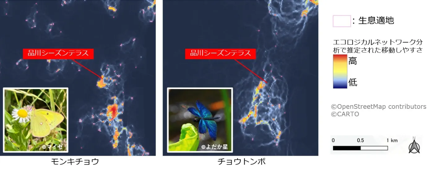 【図1】種ごとのエコロジカルネットワーク分析（モンキチョウ、チョウトンボ）