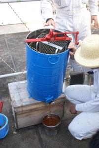 採蜜した三田産の蜂蜜の糖度は、80.2度